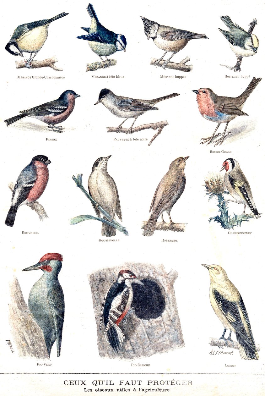 Las aves útiles en la agricultura de Fortune Louis Meaulle
