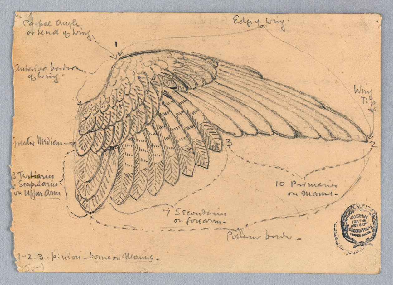 Estudio de un ala de Francis Augustus Lathrop