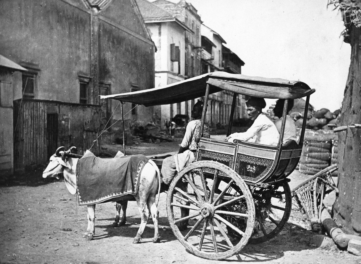 Bombay Hackerry, c.1875 de Francis Frith