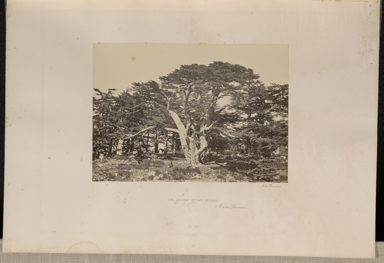 El mayor de los cedros, el Monte Líbano de Francis Frith