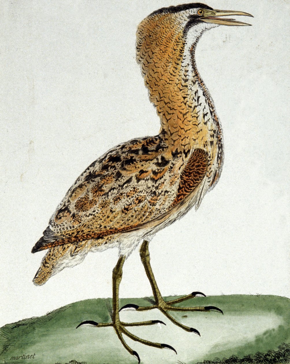 Butor de Francois Nicolas Martinet