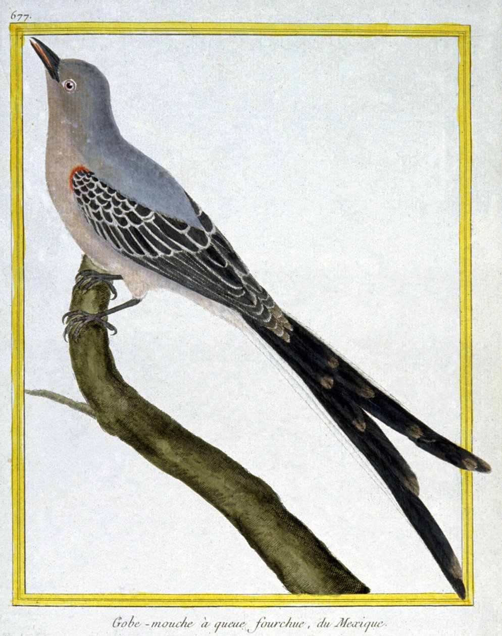 Moscas de Francois Nicolas Martinet