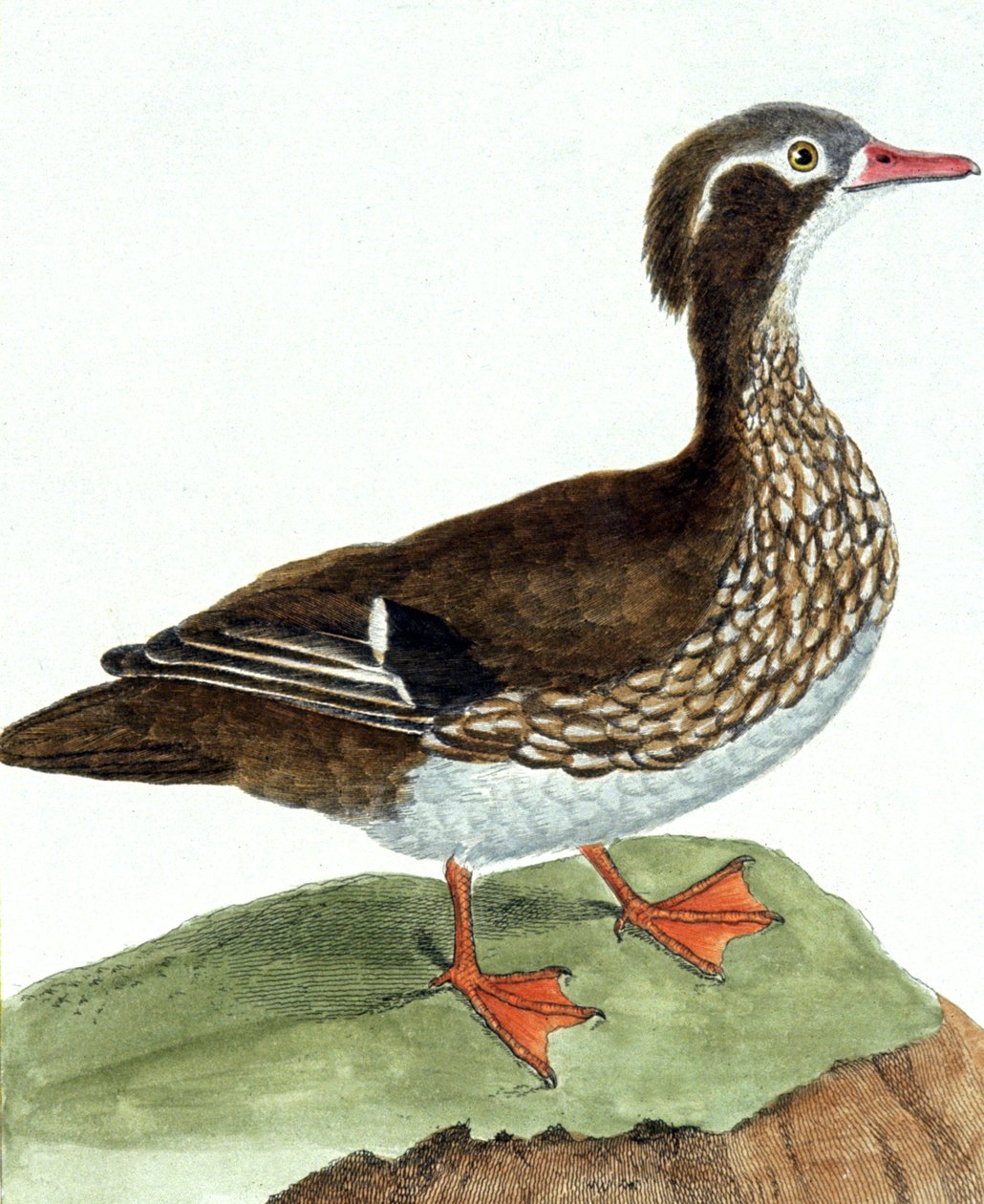 El cerceta de Francois Nicolas Martinet