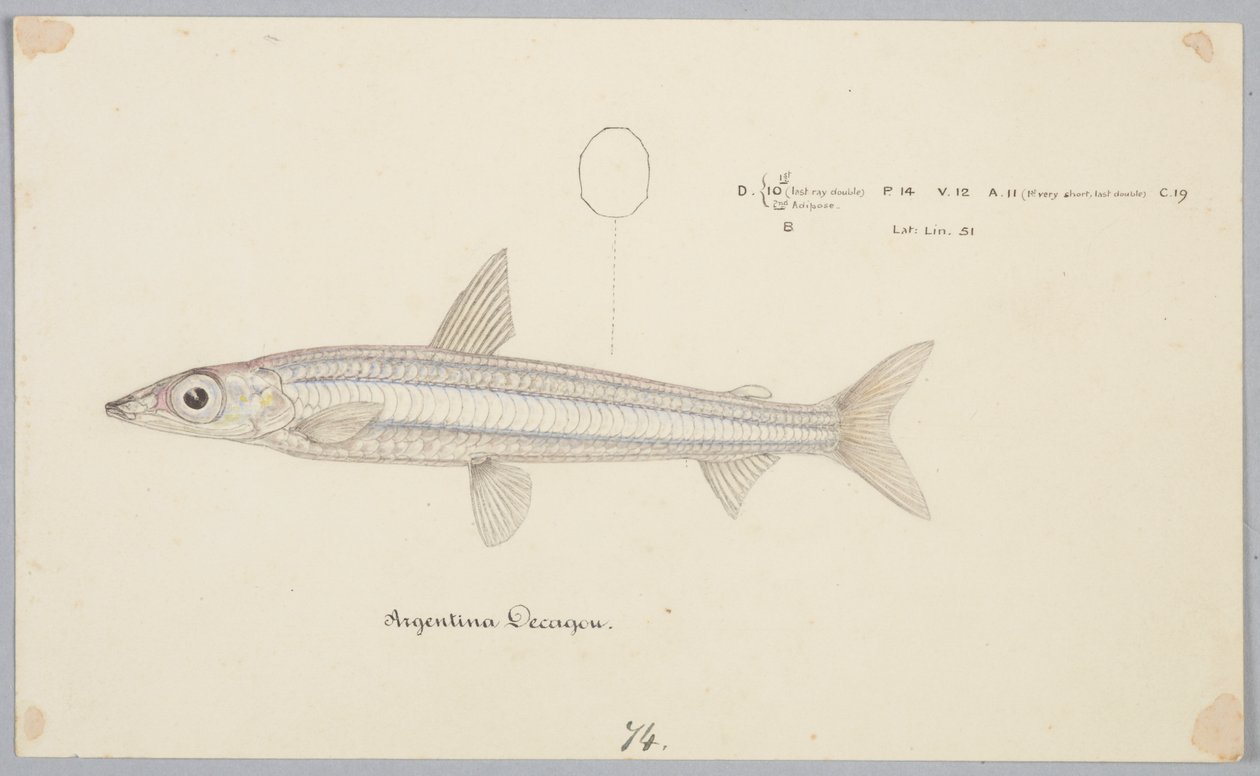 Decágono de Argentina de Frank Edward Clarke