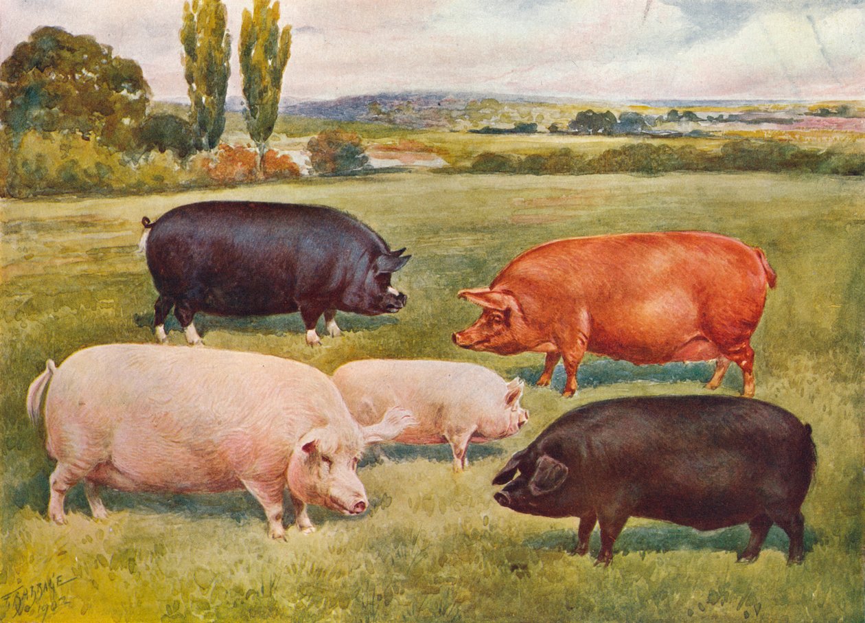 Razas de cerdos de Frank Babbage