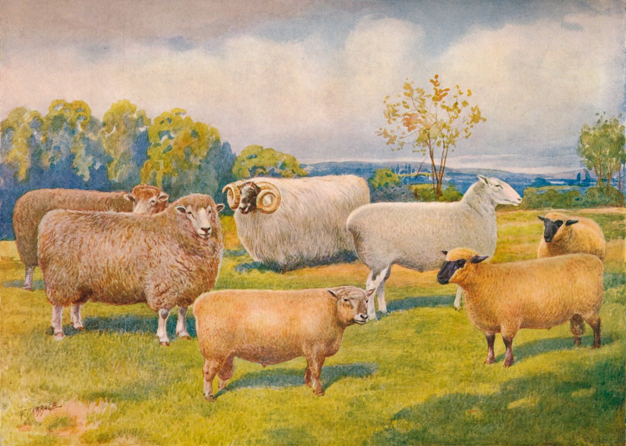 Razas de ovejas, c. 1902-1910 de Frank Babbage