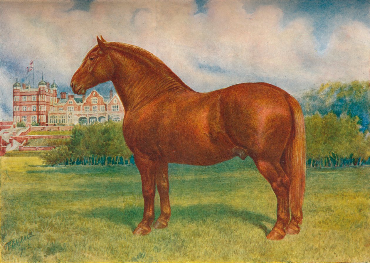Suffolk sire Prince Wedgwood, c1902 c1910 de Frank Babbage