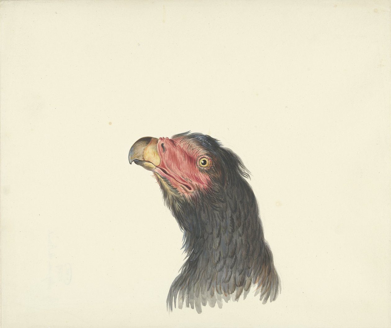 Cabeza de buitre de François Levaillant (circle of)