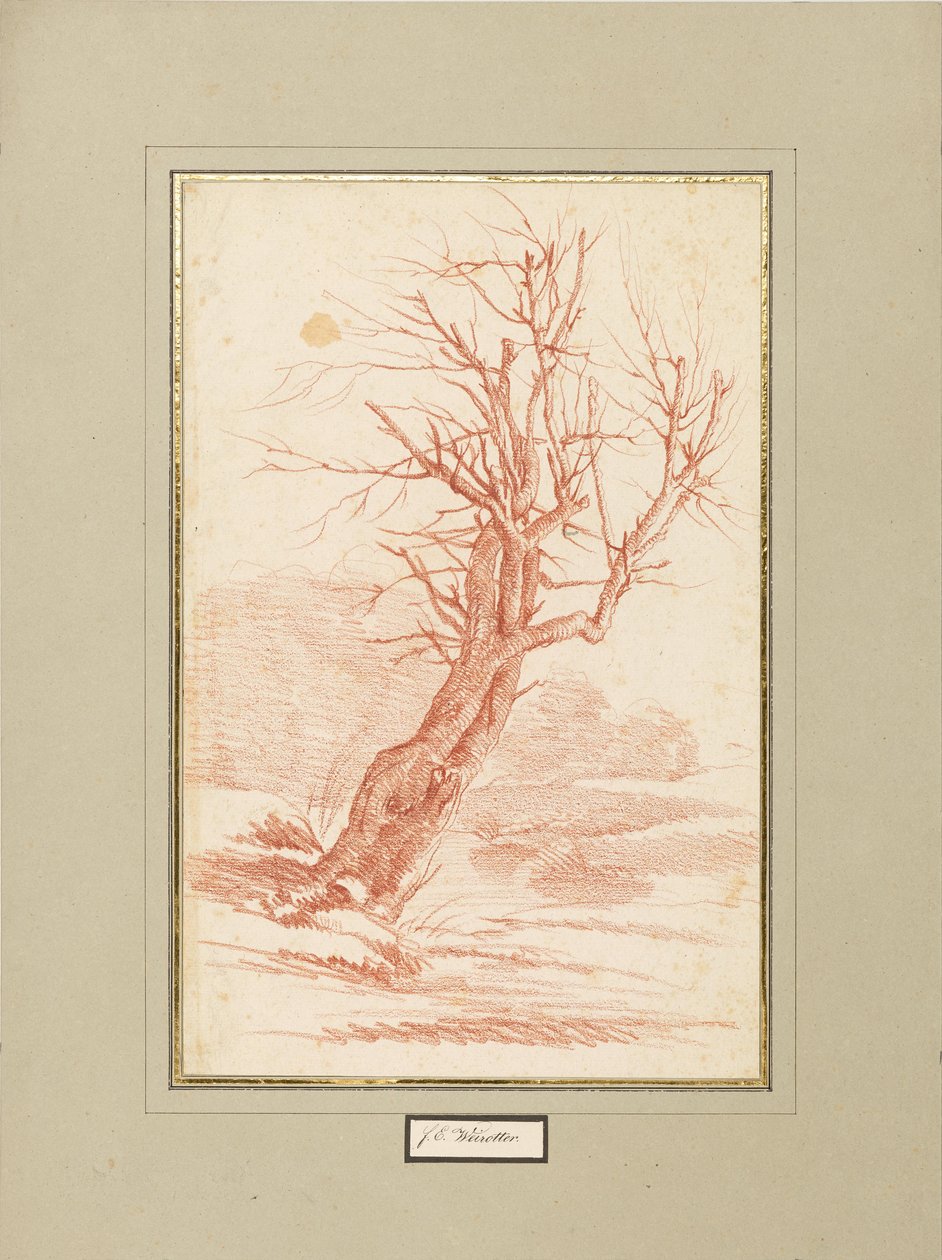 Estudio de árboles de Franz Edmund Weirotter