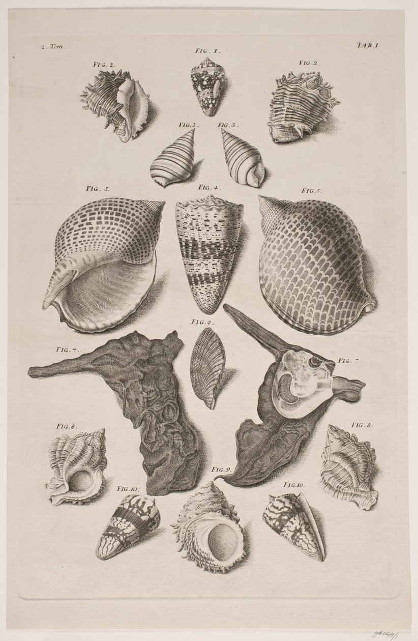 Plancha con conchas. Plancha 1. de Franz Michael Regenfus