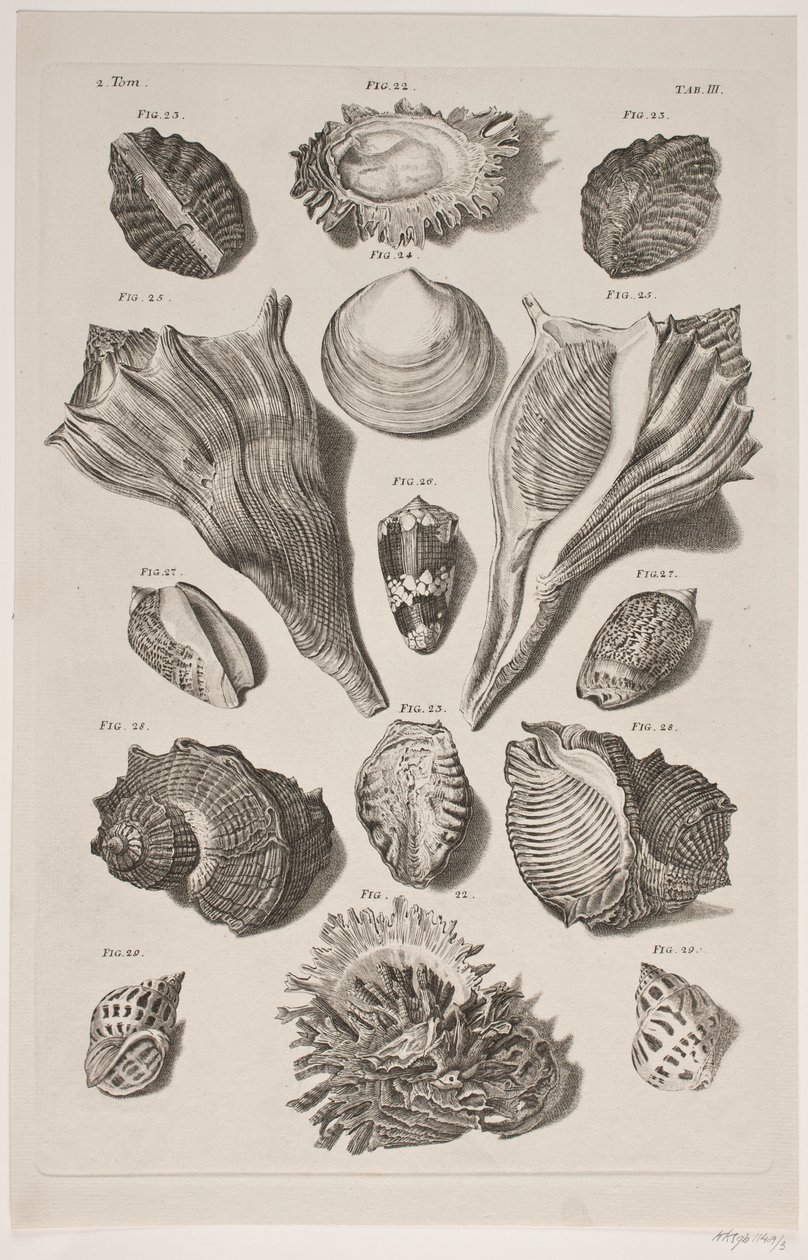 Plancha con conchas. Plancha 3. de Franz Michael Regenfus