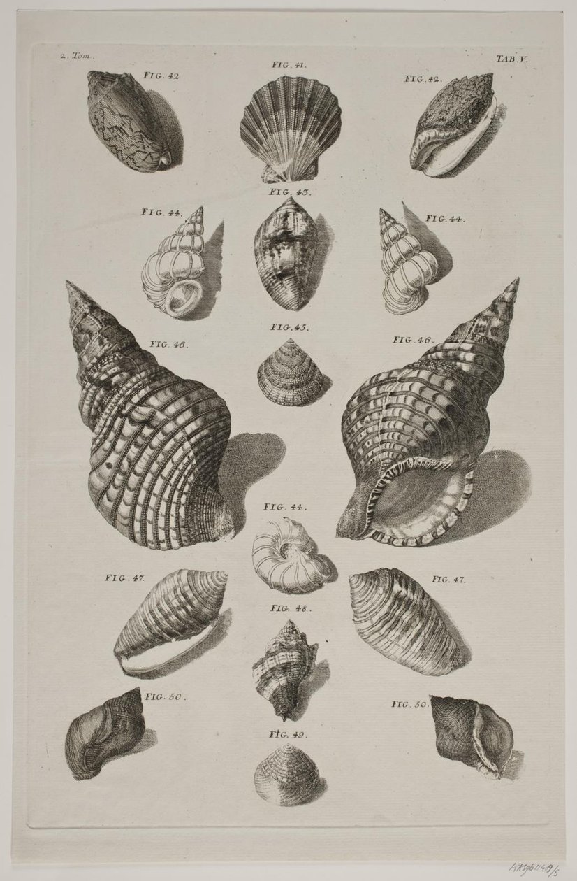 Plancha con conchas. Plancha 5. de Franz Michael Regenfus