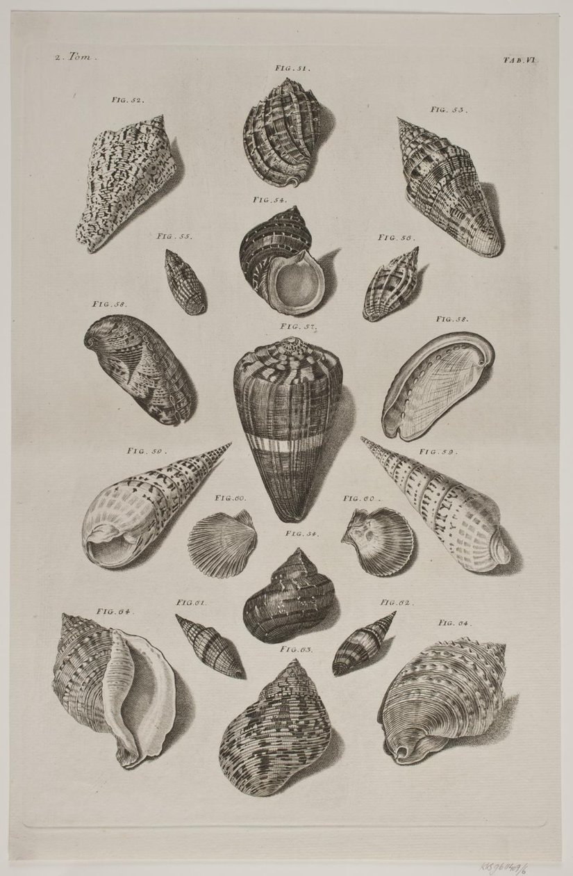Lámina con conchas. Lámina 6. de Franz Michael Regenfus