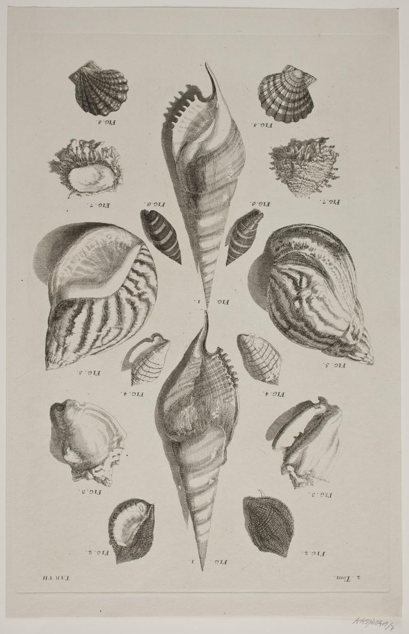 Lámina con conchas. Lámina 7. de Franz Michael Regenfus