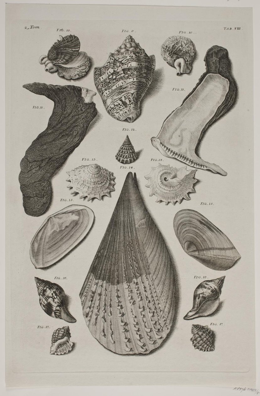 Plancha con conchas. Plancha 8. de Franz Michael Regenfus