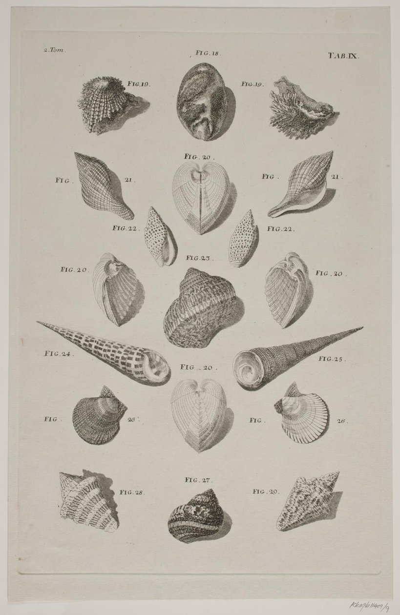 Plancha con conchas. Plancha 9. de Franz Michael Regenfus