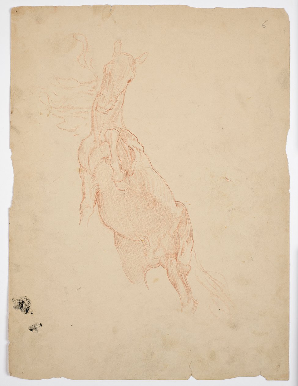 Estudios de un caballo encabritado de Franz von Matsch