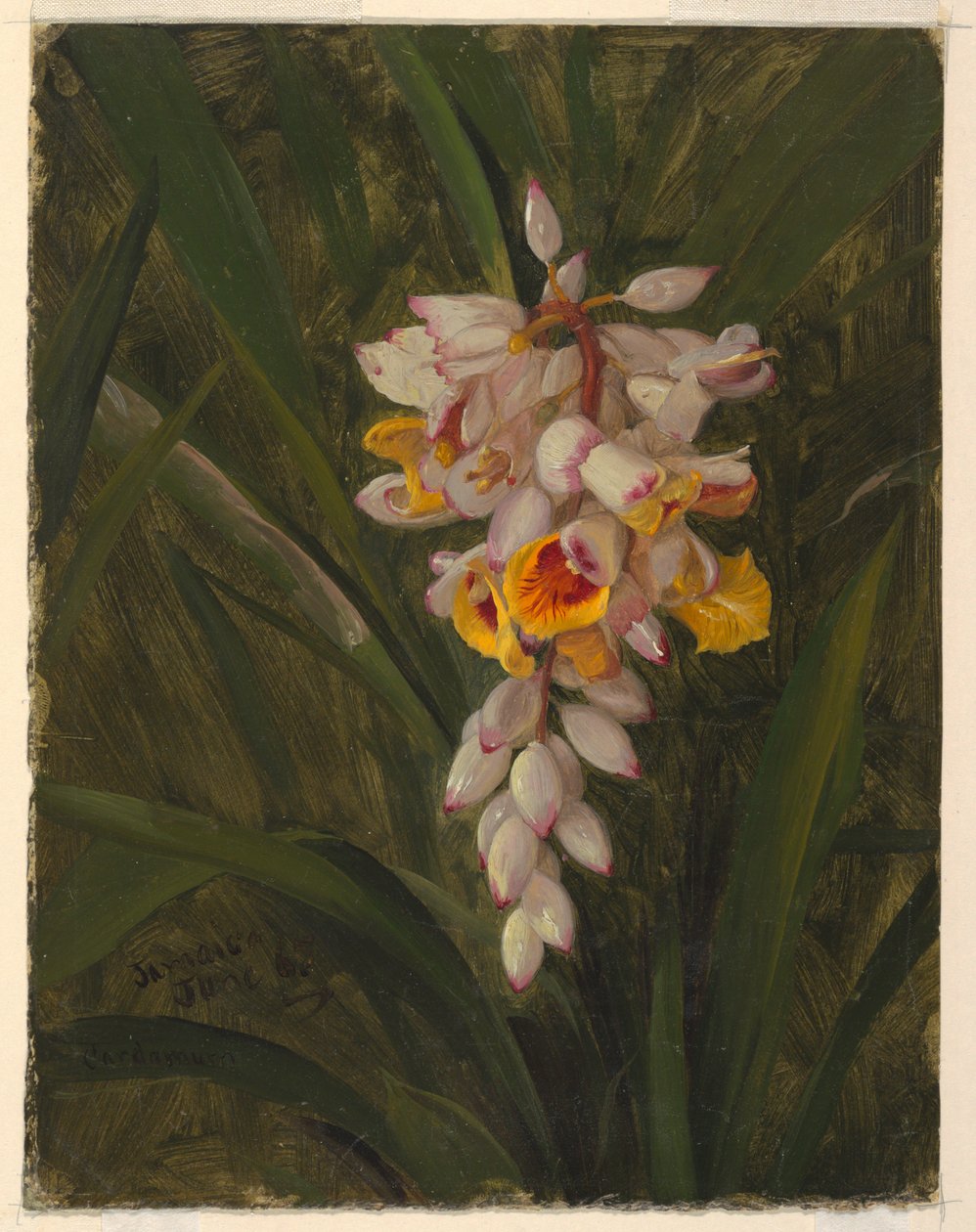 "Cardamomo" de Frederic Edwin Church