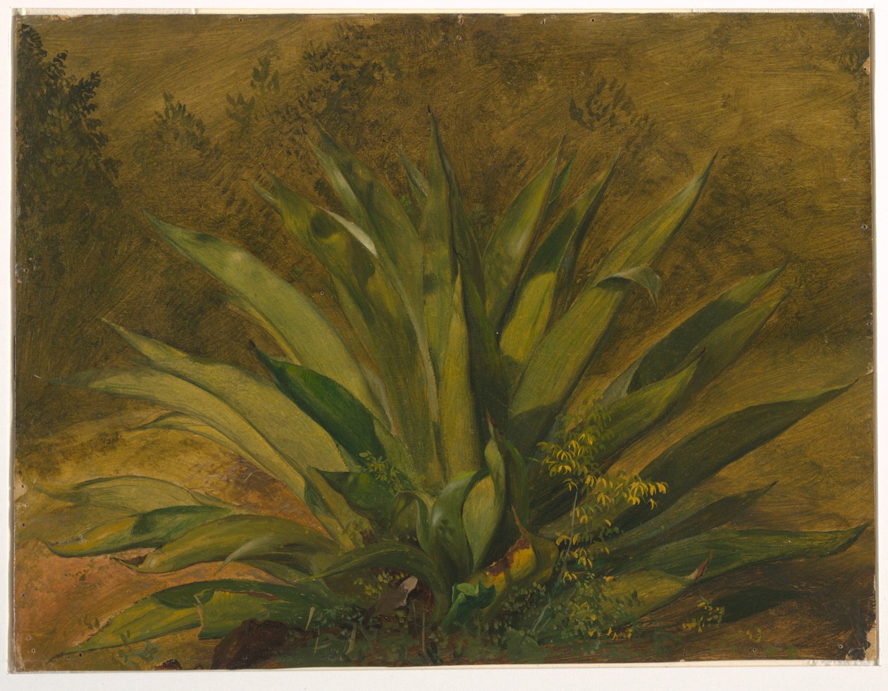 Planta del siglo de Frederic Edwin Church