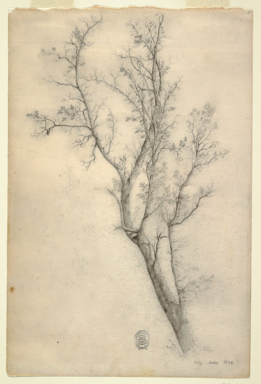 Árbol con muchas ramas de Frederic Edwin Church