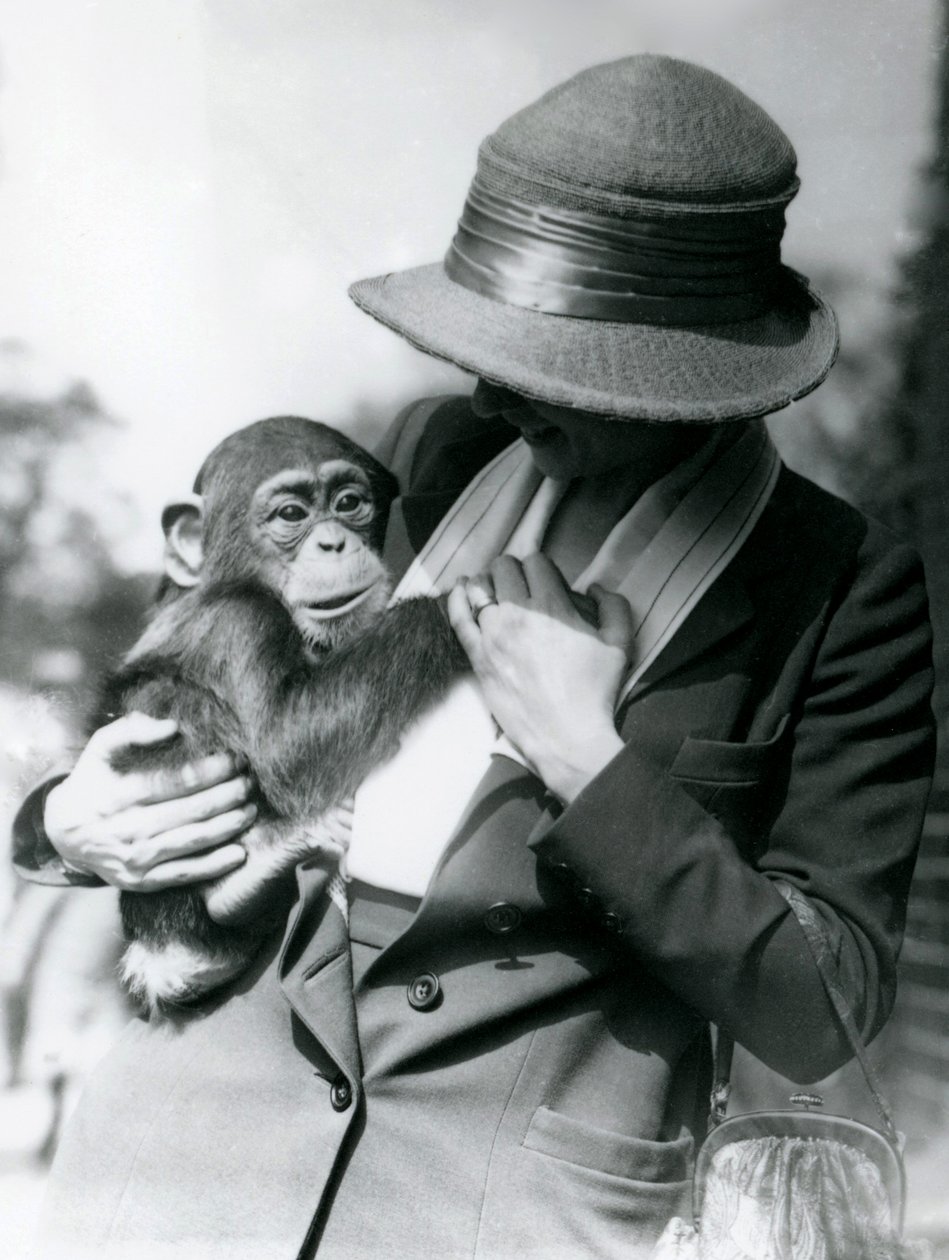 Una dama sostiene a un joven chimpancé en el Zoológico de Londres, junio de 1922 de Frederick William Bond