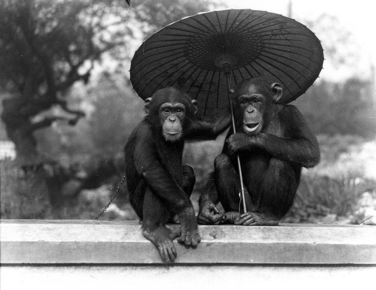 Un par de chimpancés en el Zoológico de Londres, 1931 de Frederick William Bond