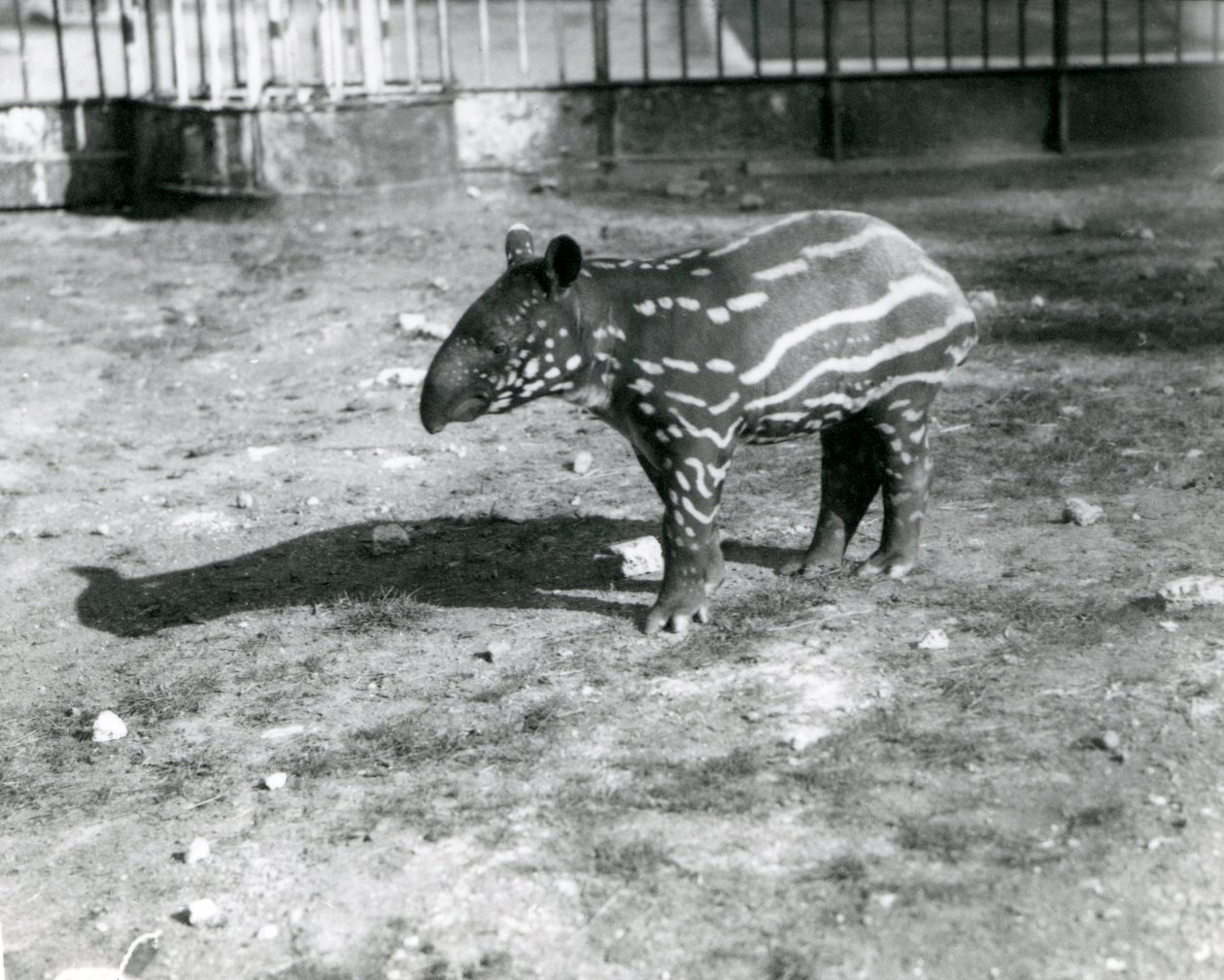 Un joven tapir malayo en el zoológico de Londres, 5 de octubre de 1921 de Frederick William Bond