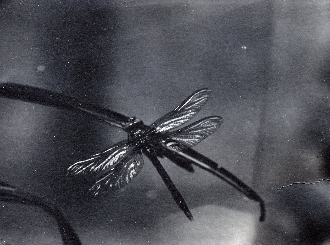 Libélula de Frederick William Bond