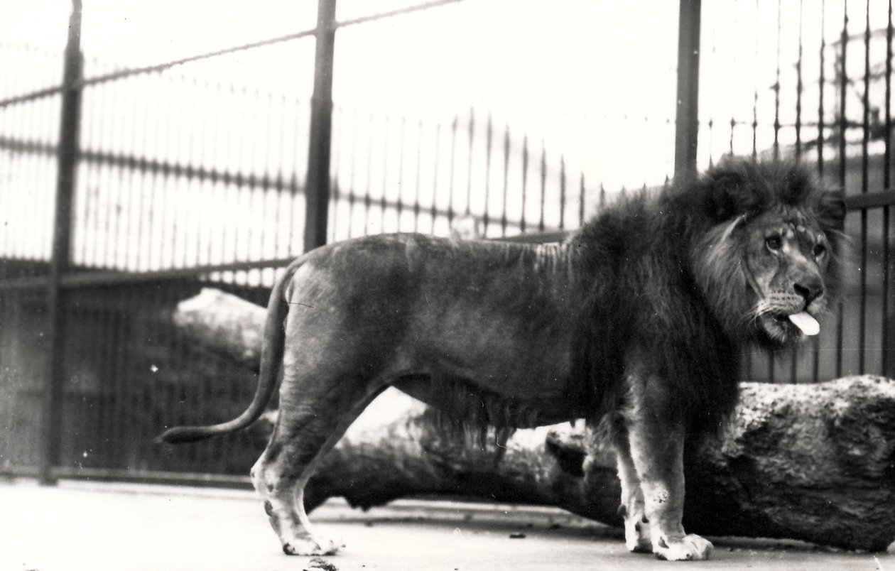 León llamado 