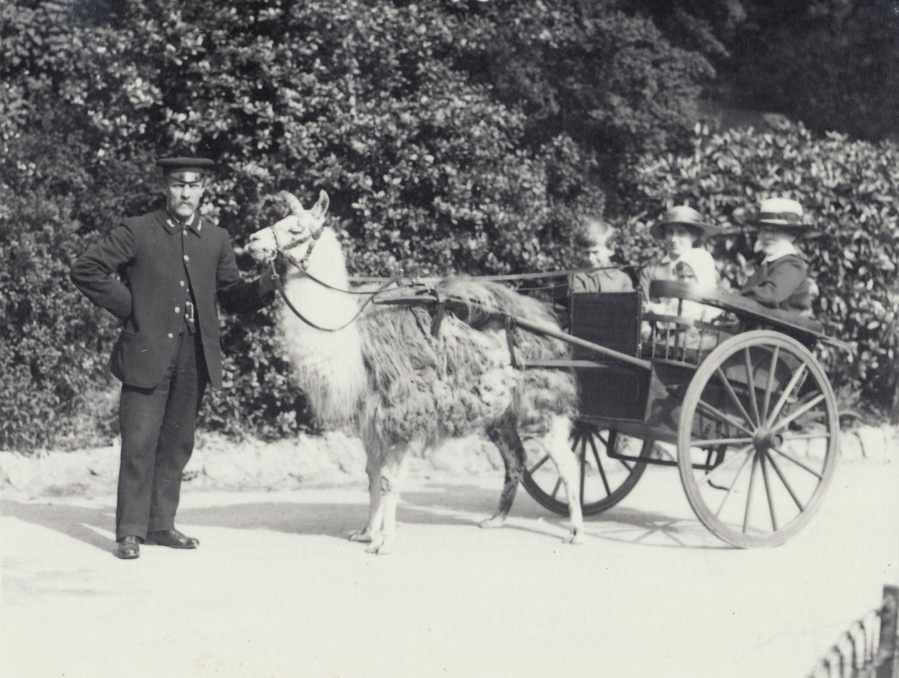 Tres visitantes, incluido un niño, montando en un carro tirado por una llama con un cuidador, Zoológico de Londres, mayo de 1914 de Frederick William Bond