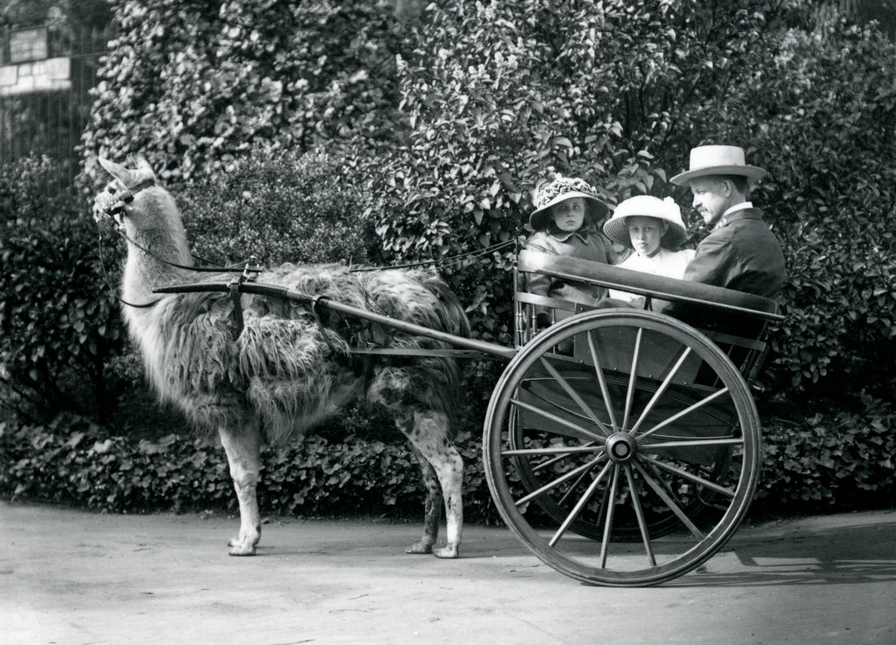 Tres visitantes, incluidas dos niñas, montando en un carro tirado por una llama, Zoológico de Londres, c.1912 de Frederick William Bond