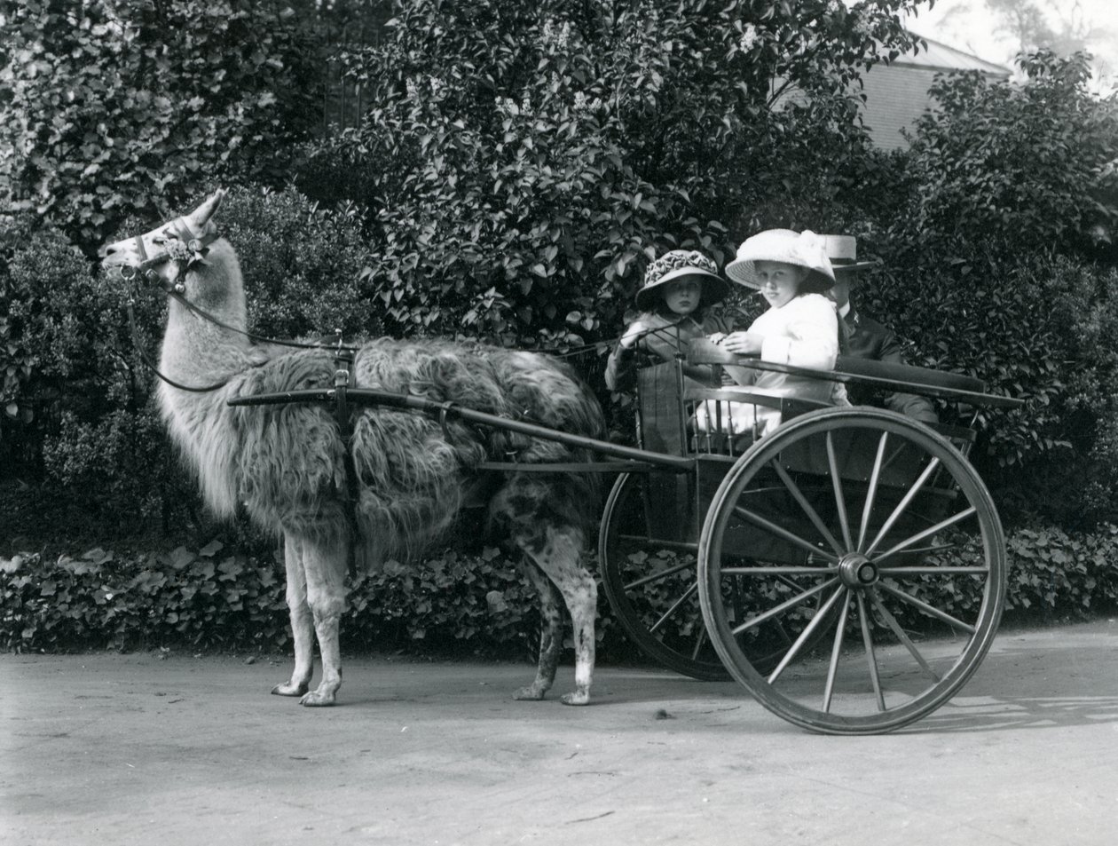 Tres visitantes, incluidas dos niñas, montando en un carro tirado por una llama, Zoológico de Londres, c.1912 de Frederick William Bond