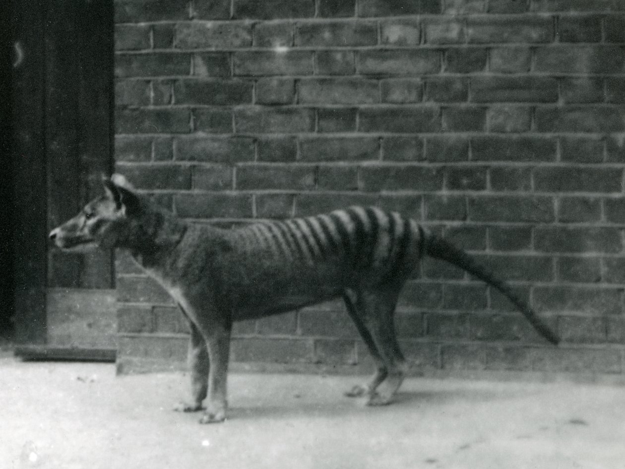 Lobo de Tasmania en el zoológico de Londres. Se cree que el tilacino se extinguió en 1933. En total, el zoológico de Londres exhibió 20 tilacinos entre 1850 y 1931. de Frederick William Bond