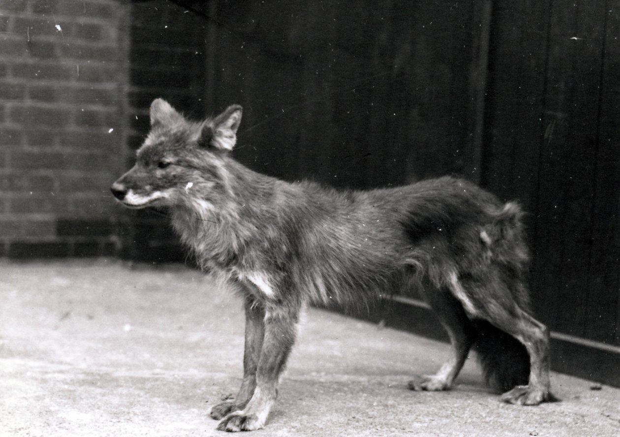 Perro salvaje en el Zoológico de Londres de Frederick William Bond