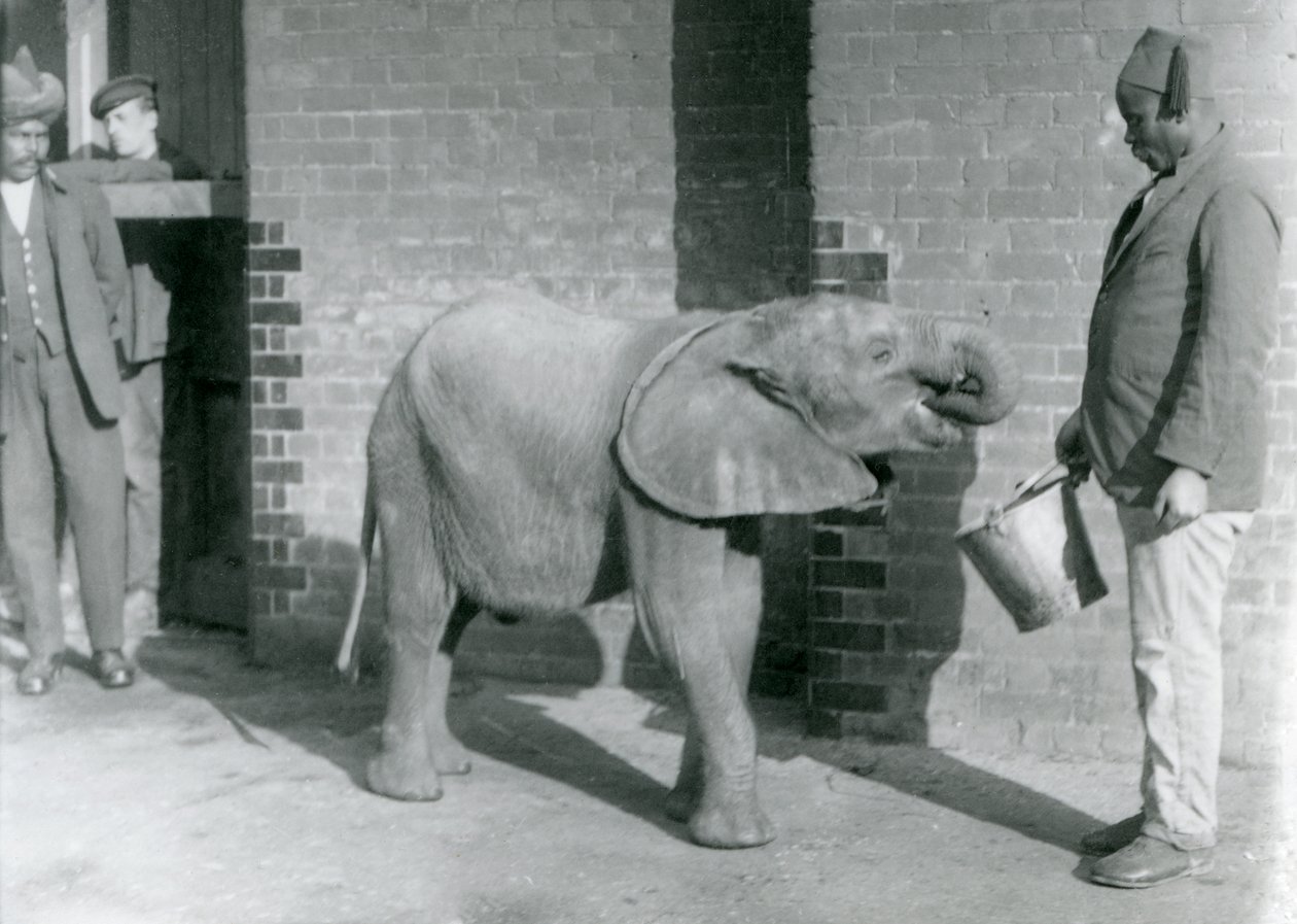 El joven elefante africano Kiberenge siendo alimentado por Darisha mientras Syed Ali observa en el fondo, Zoológico de Londres, septiembre de 1923 de Frederick William Bond