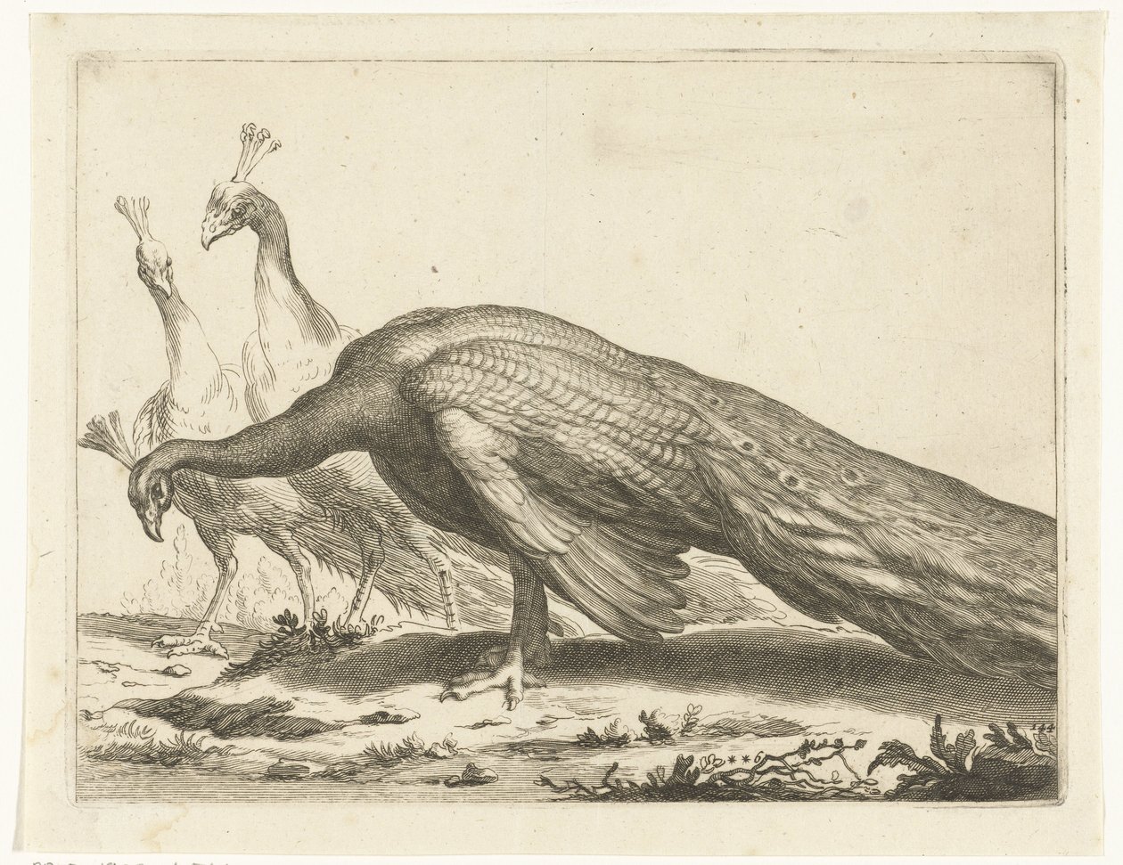 pavos reales Cuaderno de dibujo de Abraham Bloemaert (título de la serie) de Frederick Bloemaert