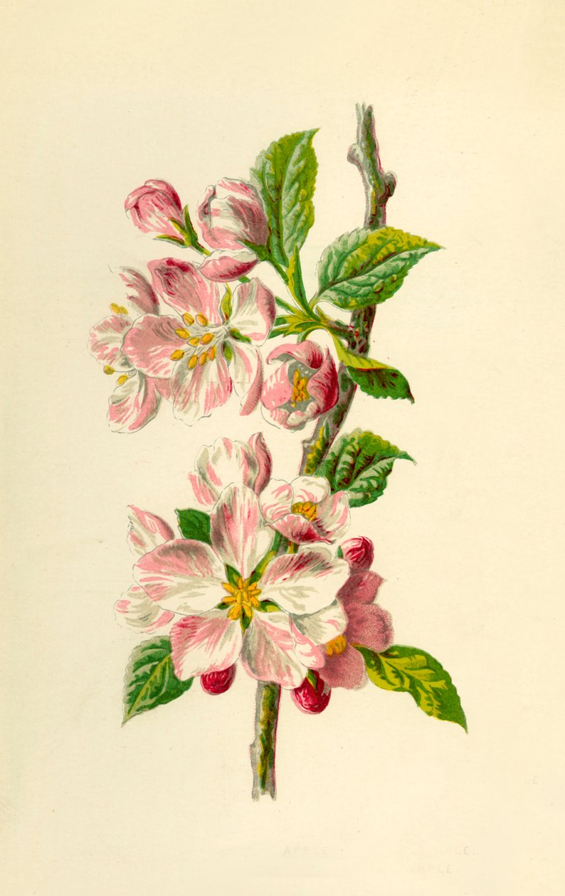 Manzana, 1877 de Frederick Edward Hulme