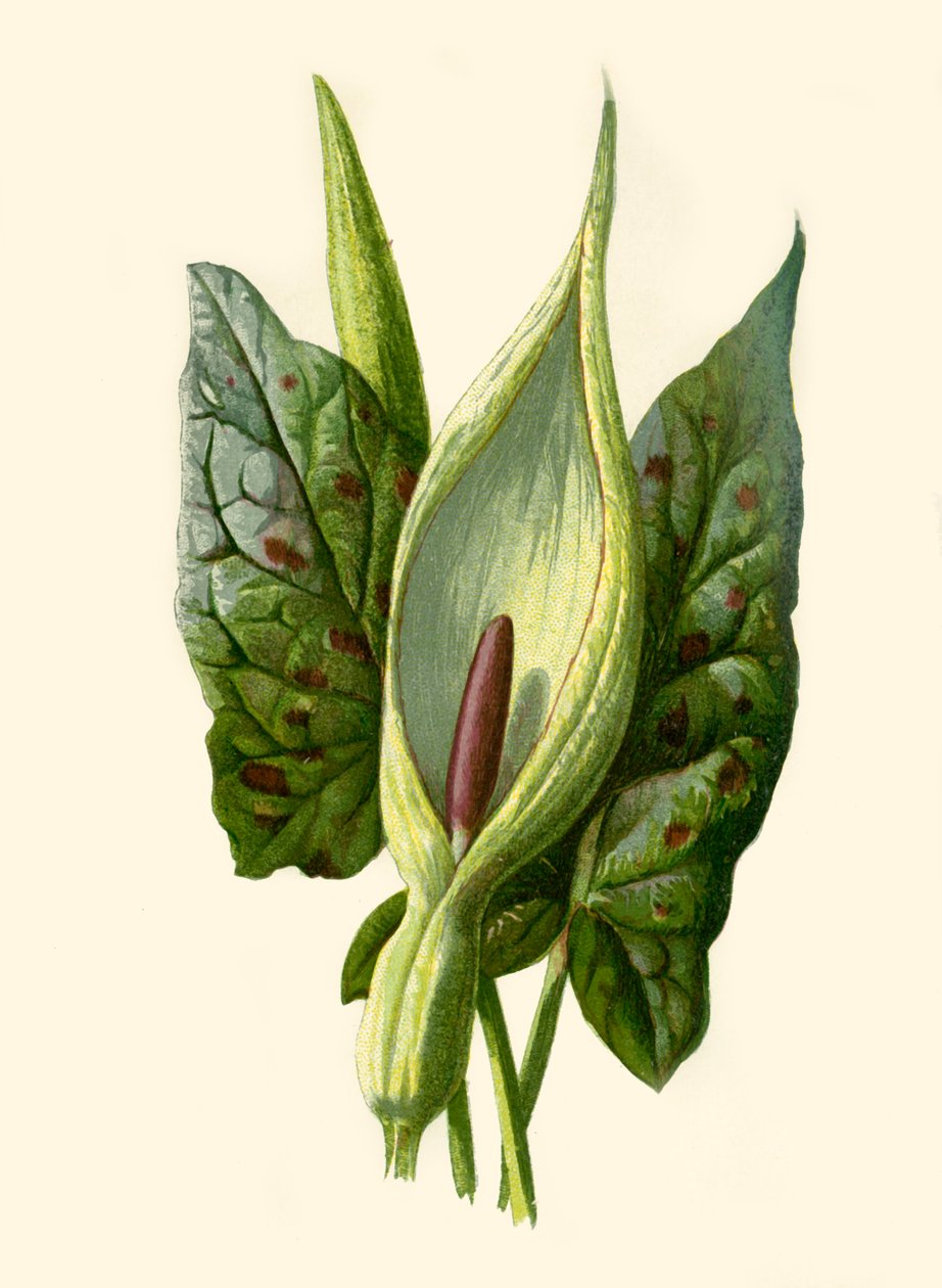Arum o Cuckoo Pint, 1877 de Frederick Edward Hulme