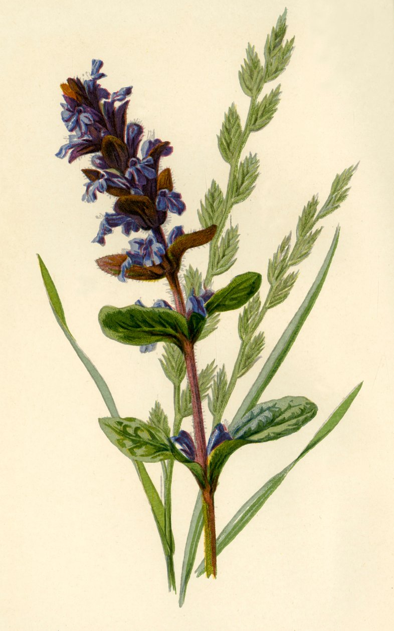 Bugle y hierba alta de festuca, 1877 de Frederick Edward Hulme