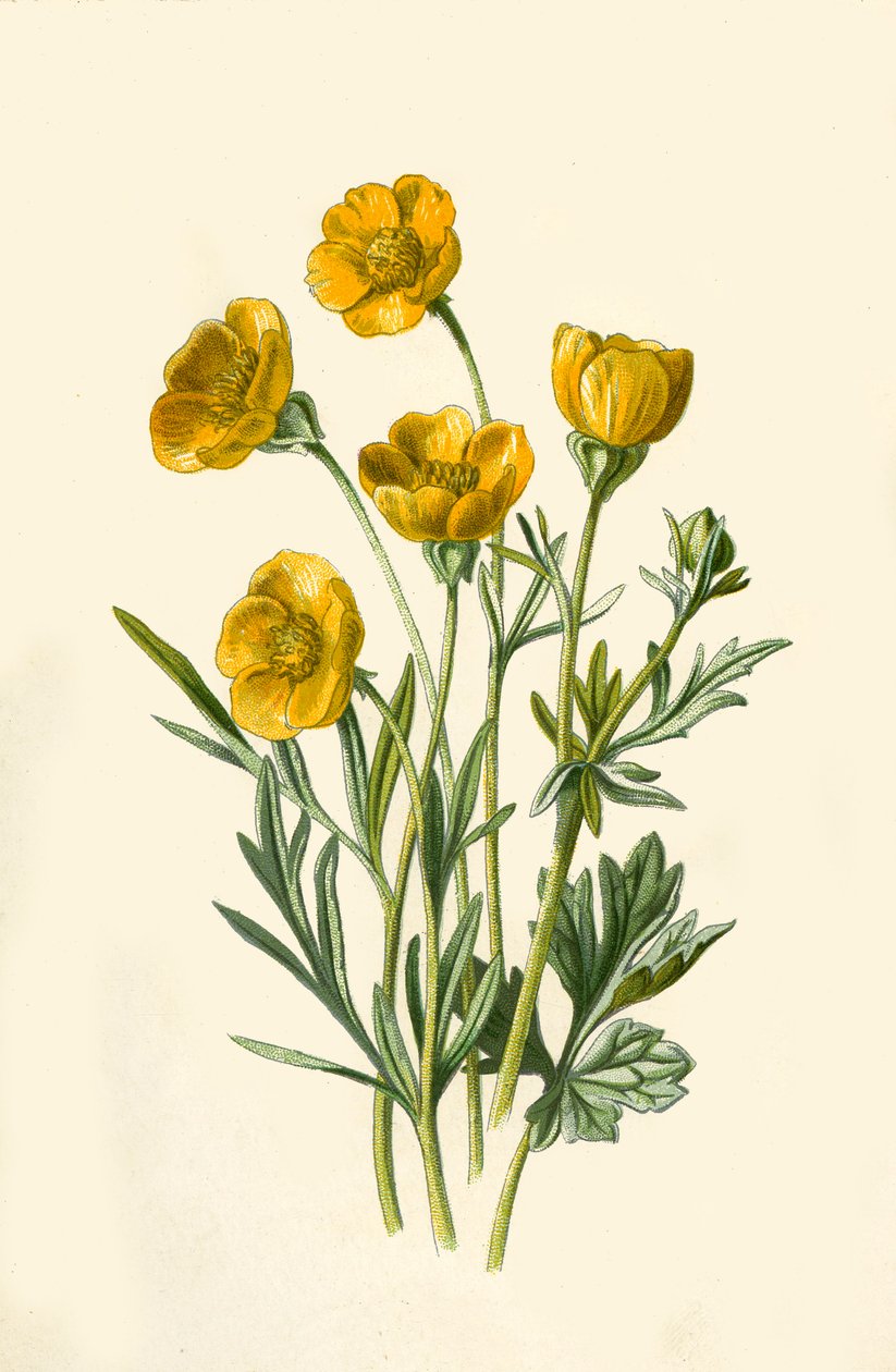 Ranúnculo bulboso, 1877 de Frederick Edward Hulme