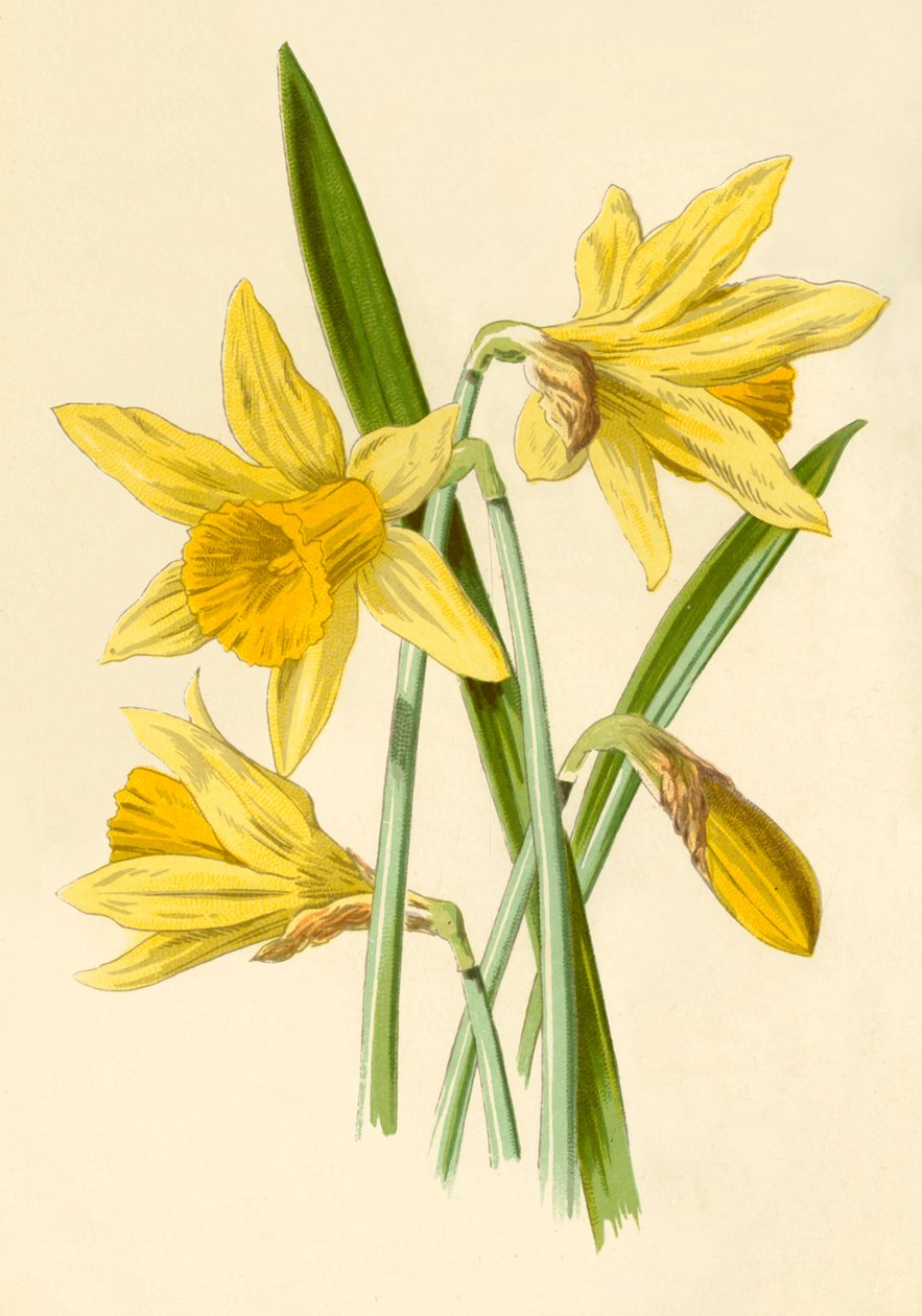 Narciso, 1877 de Frederick Edward Hulme