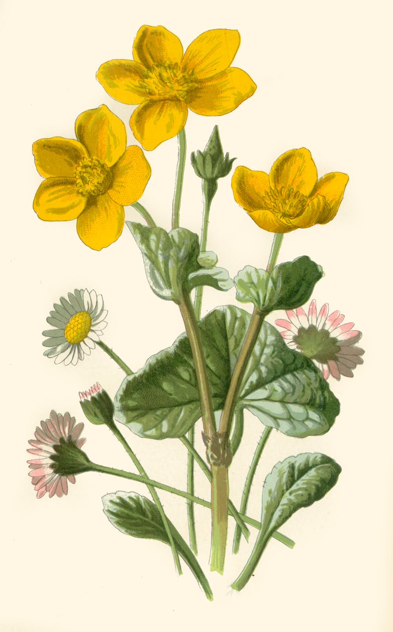 Margarita y caléndula de pantano, 1877 de Frederick Edward Hulme