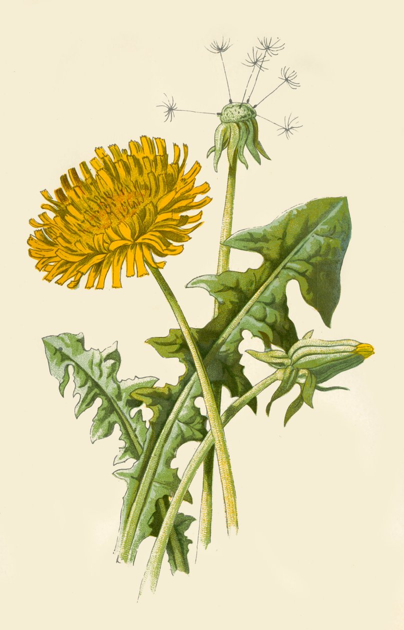 Diente de león, 1877 de Frederick Edward Hulme