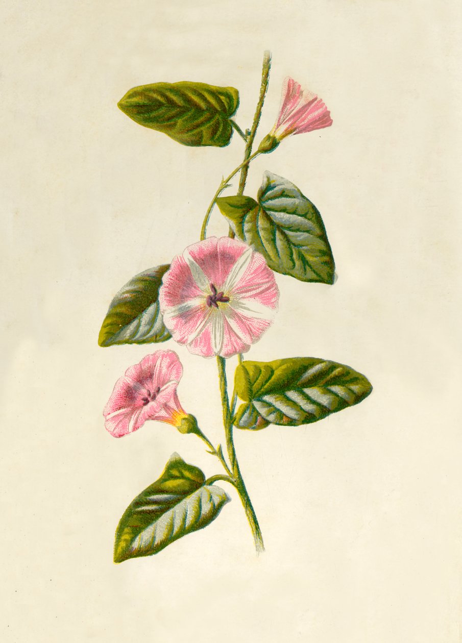 Campanilla de campo, 1877 de Frederick Edward Hulme