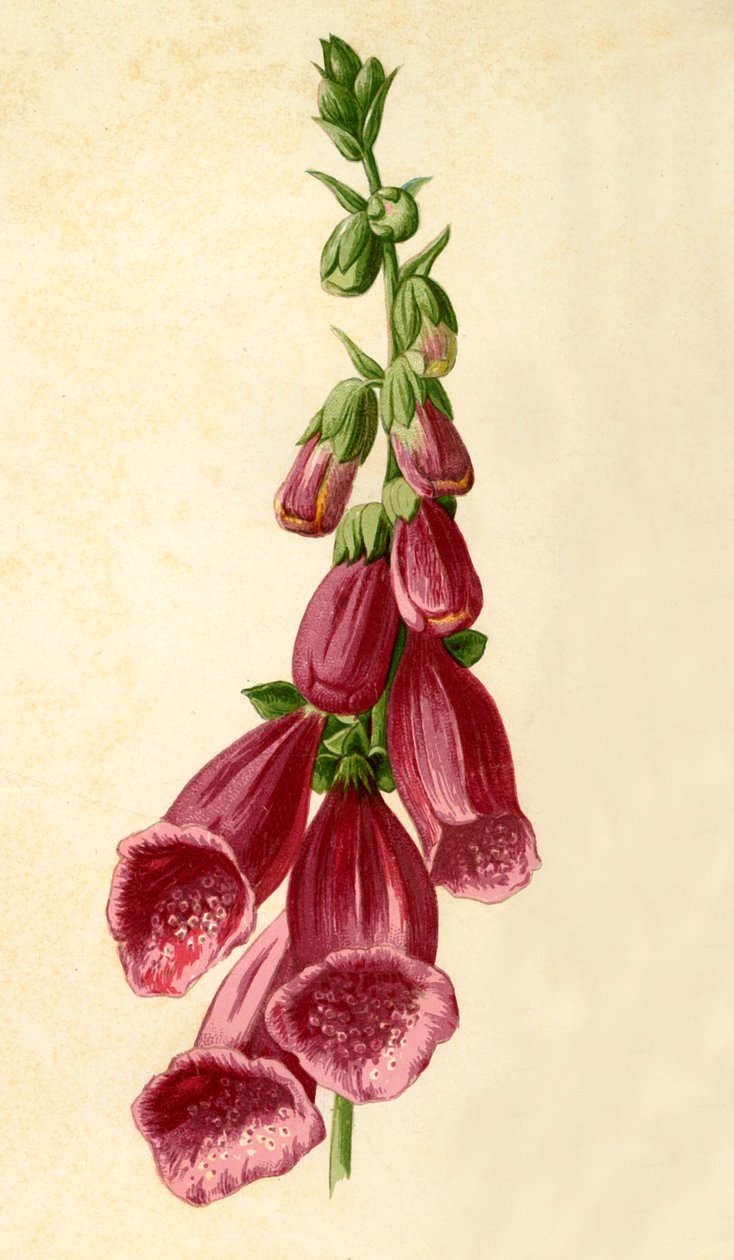 Dedalera, 1877 de Frederick Edward Hulme