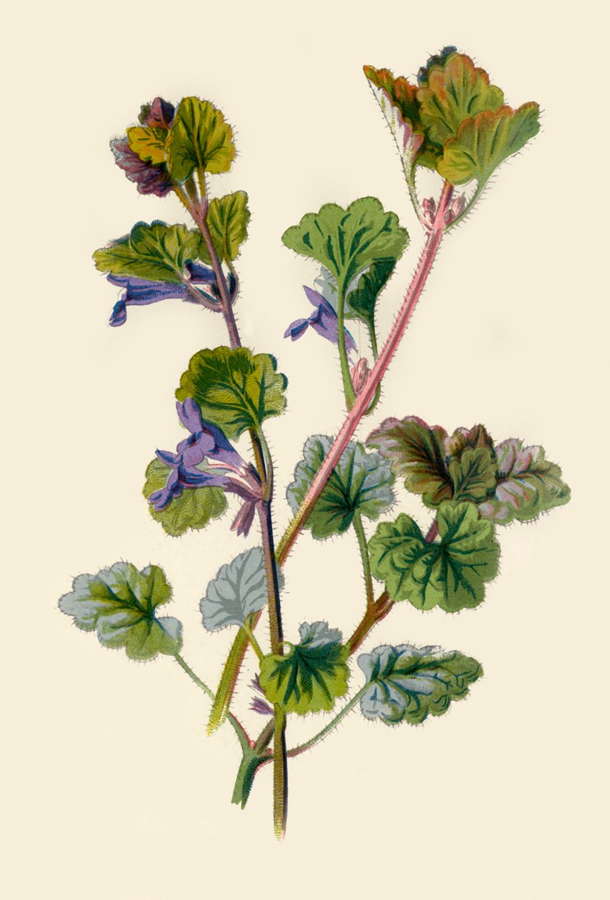 Hiedra Terrestre, 1877 de Frederick Edward Hulme