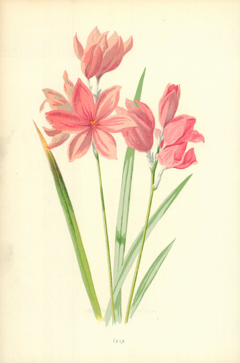 Ixia de Frederick Edward Hulme