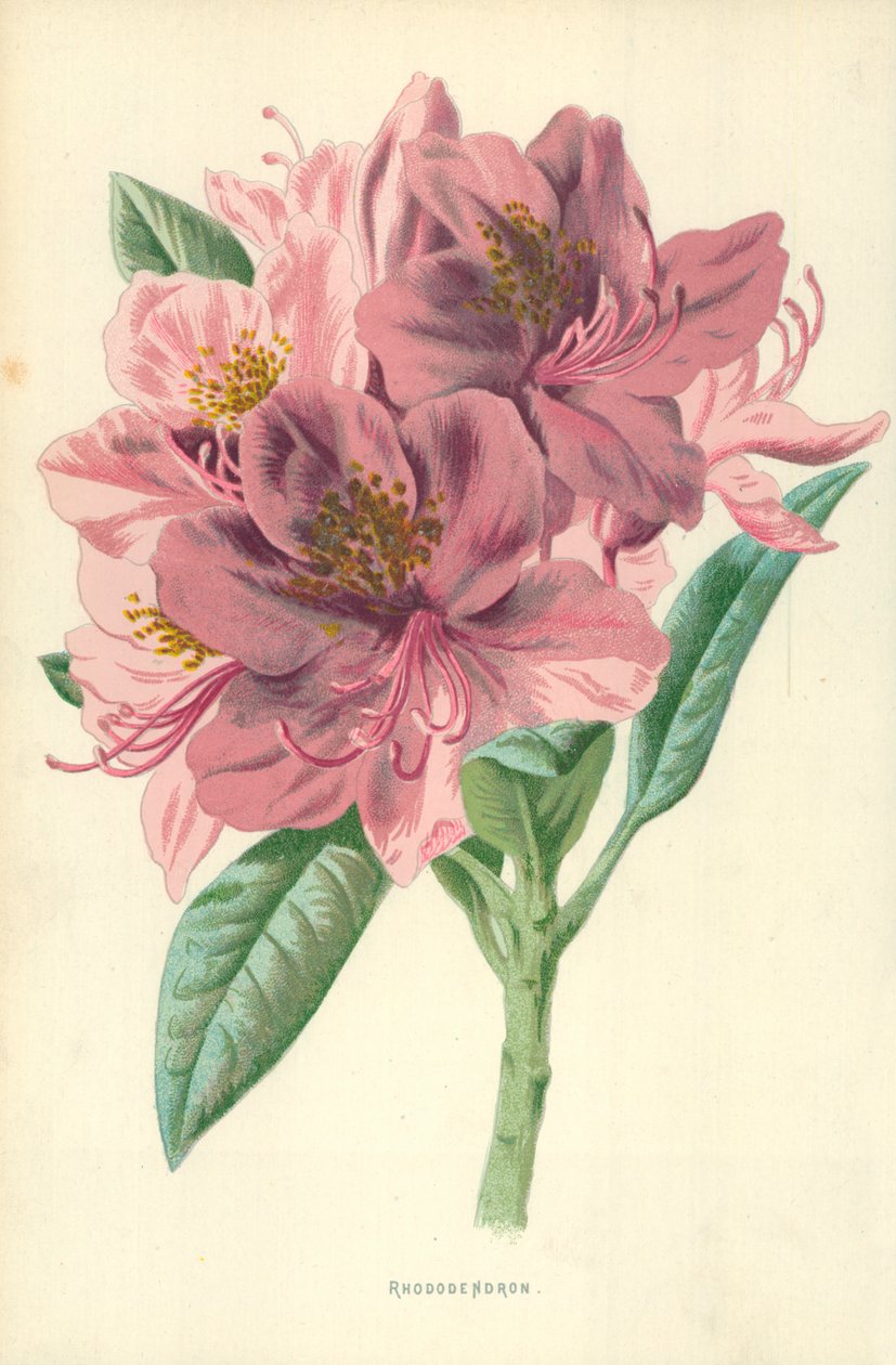 Rhododendron de Frederick Edward Hulme