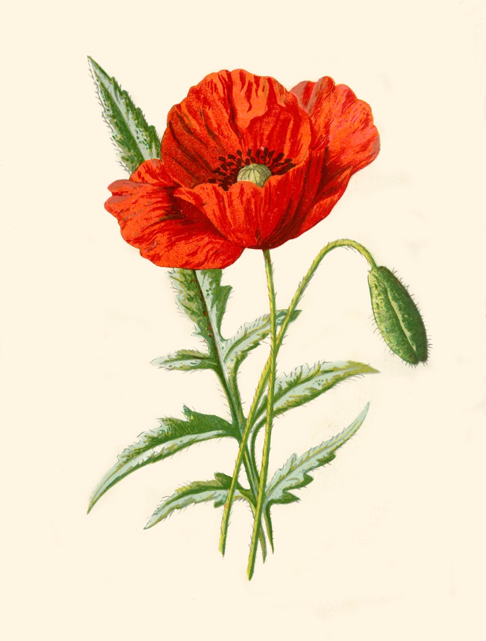 Amapola escarlata, 1877 de Frederick Edward Hulme