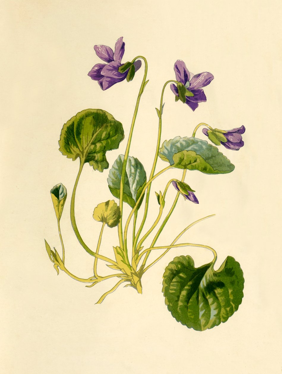 Violeta dulce, 1877 de Frederick Edward Hulme